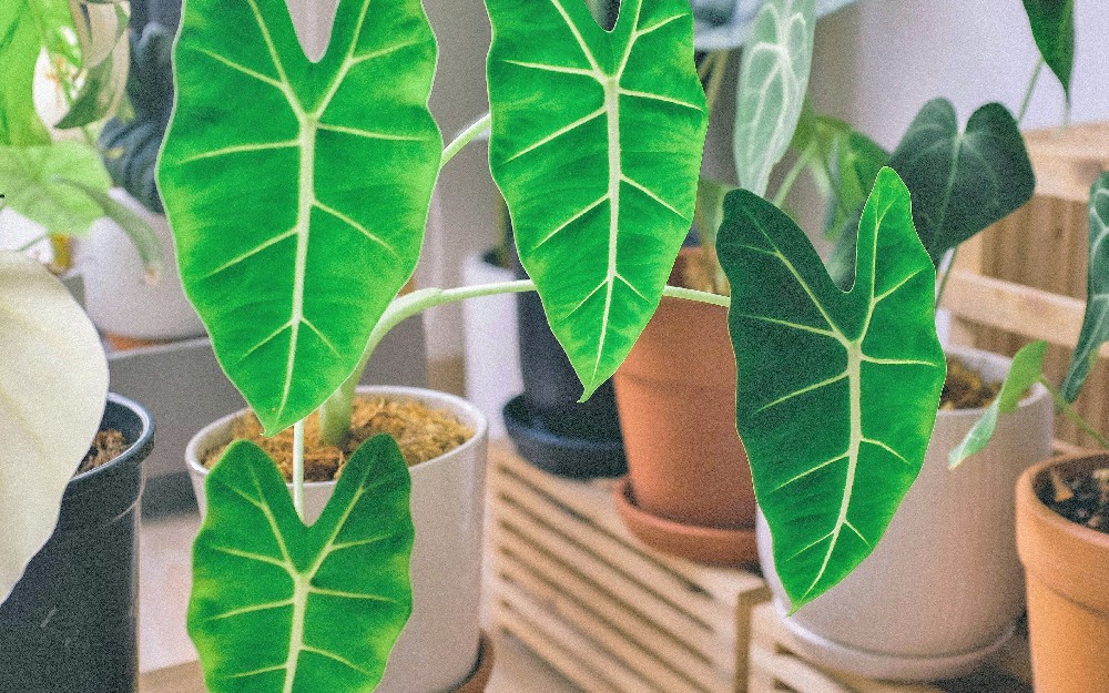 Talas, Tanaman Hias Indoor Dan Outdoor Sekaligus