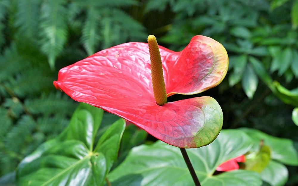 Tanaman Anthurium Kuping Gajah Bunga Seperti Daun Berwarna Merah