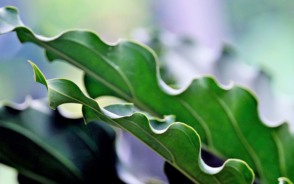 Tanaman Hias <yoastmark class=