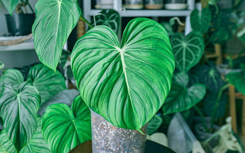 Tanaman Hias Phylodendron Plowmanii Berdaun Lebar Dan Mewah