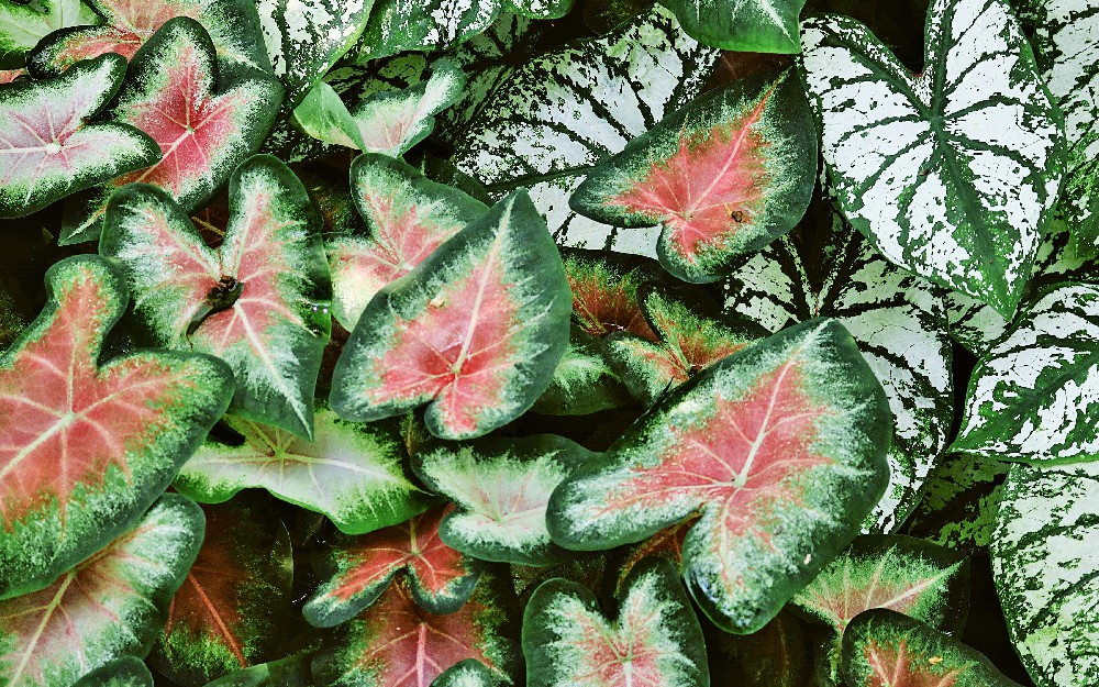 Tanaman Keladi Warnanya Banyak Dan Cantik Mudah Dirawat